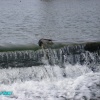 A little duck hanging to the edge just for something to eat at Meden Mill,  - Pleasley,  - Derbyshire