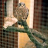 Mablethorpe Animal Gardens, Lincolnshire. 1984 - 