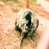 Mablethorpe Animal Gardens, Lincolnshire. 1984