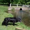 stream at bushey park