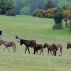 Golfer and donkeys sharing the fairway on Lyndhurst Golf Course, Lyndhurst, Hampshire