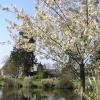 Spring blossom at Wakehurst Place, Kew's garden in the East Sussex countryside near Ardingly