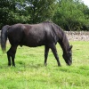 near Perth, Perthshire
