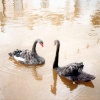 Black Swans, the symbol of the town, on The Brook in Dawlish town centre.