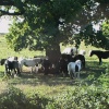 Horses in  Field - on Milton Hill, Llanwern.