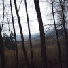 Forest of Dean