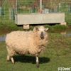 Sheep near West Wittering beach, West Sussex nr Chichester, taken March 16th 2007 with Nikon D80.