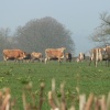 cows being nosey, on the Somerset/Devon border
