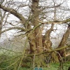 A picture of Tortworth