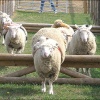 Sheep racing at Odds Farm, Buckinghamshire