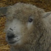 Odds Farm