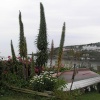 The distinctive spires of echium, a common plant in Cornwall, seen here near Portscatho