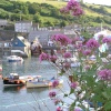 Seen growing on walls all over Cornwall, red valerian is a wild flower, here at Mevagissey