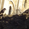 The famous ravens inside the tower of London