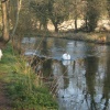 Swan on the river Arle in Alresford, Hampshire, easter sunday