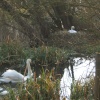 Swans nesting, river Arle, Alresford, hants