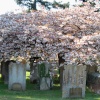 St Nicholas Church. Great Bookham, Surrey