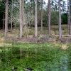 Bolderwood, Hampshire