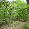 Swithland Woods, Leicestershire