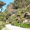 A view in the Abbey Garden, Tresco