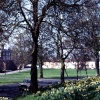 Gainford village greeen, with daffodils in full bloom