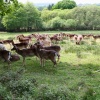 Deer, Bolderwood, Hampshire