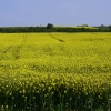 Fields at Offerton, Sunderland, Tyne and Wear.