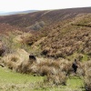 Another view of Exmoor with the moor's wild ponies in the foreground.