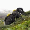 The giant Bee statue at the Eden Project in Cornwall.