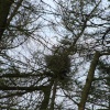 Heron on nest near West Burton, Wensleydale, April 2007