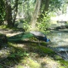 Brownsea Island