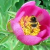 Kew Royal Botanical Gardens, Kew, Greater London