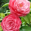 Kew Gardens