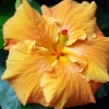 Kew Gardens