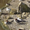 A flock of Smew and a Moorhen at Slimbridge Wildfowl & Wetlands Trust.