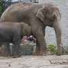 A picture of Chester Zoo