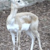 A picture of Chester Zoo