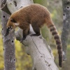 A picture of Chester Zoo