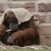 A picture of Chester Zoo