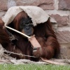 A picture of Chester Zoo