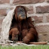 A picture of Chester Zoo