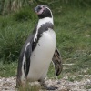 A picture of Chester Zoo