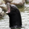 A picture of Chester Zoo