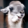 A picture of Chester Zoo