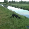 The Somerset levels near Glastonbury