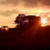 Sunset Over A Horse