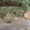 The C S Lewis Reserve