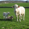 Charolaie calves