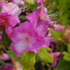 Exbury Gardens - Flower