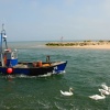 Mudeford Fishing Boat & Flock of swans.